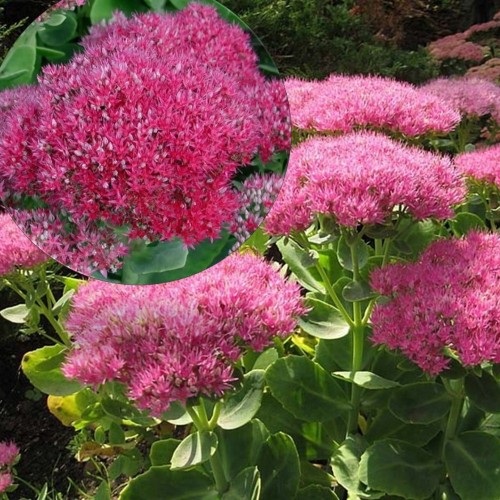 Sedum spectabile 'Rosenteller' - Kaunis kukehari 'Rosenteller' P9/0,55L 